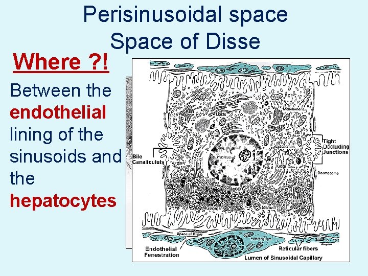 Perisinusoidal space Space of Disse Where ? ! Between the endothelial lining of the