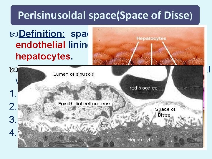 Perisinusoidal space(Space of Disse) Definition: space that exists between the endothelial lining of the