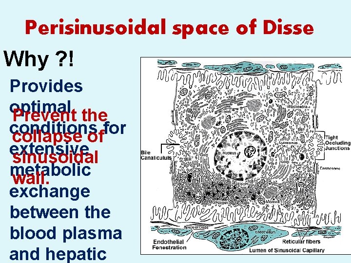 Perisinusoidal space of Disse Why ? ! Provides optimal Prevent the conditions for collapse