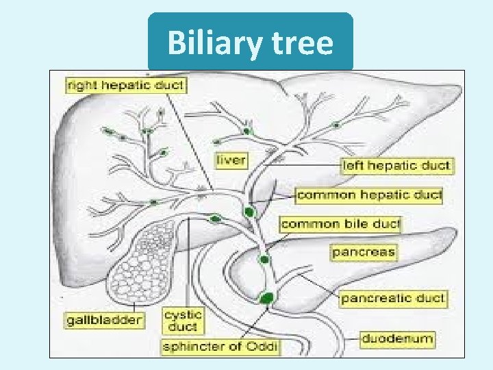 Biliary tree 
