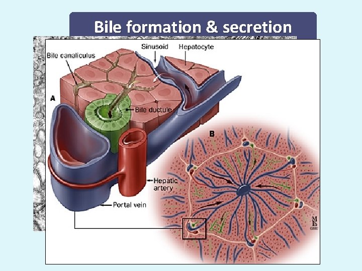 Bile formation & secretion Bile canaliculus 