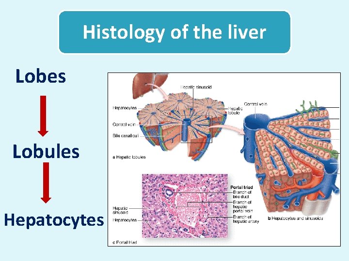 Histology of the liver Lobes Lobules Hepatocytes 