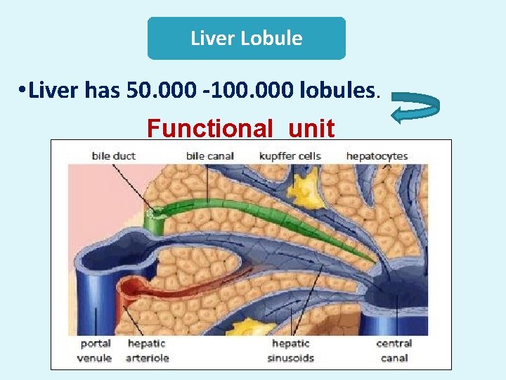 Liver Lobule • Liver has 50. 000 -100. 000 lobules. Functional unit 