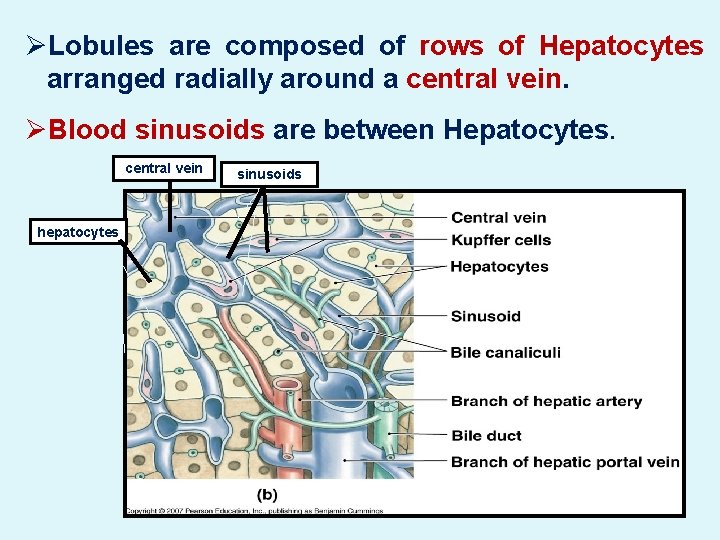 ØLobules are composed of rows of Hepatocytes arranged radially around a central vein. ØBlood