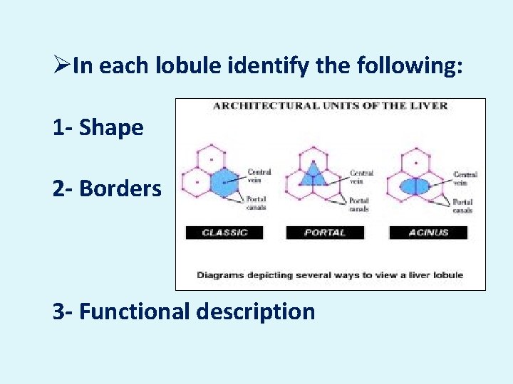 ØIn each lobule identify the following: 1 - Shape 2 - Borders 3 -