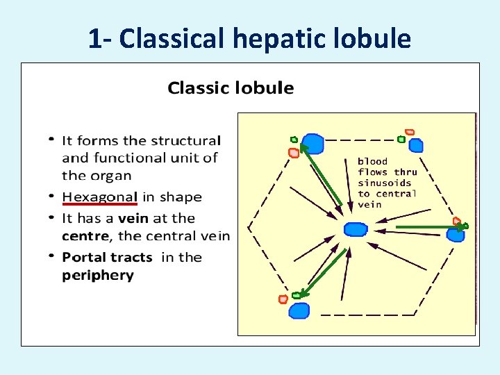 1 - Classical hepatic lobule 