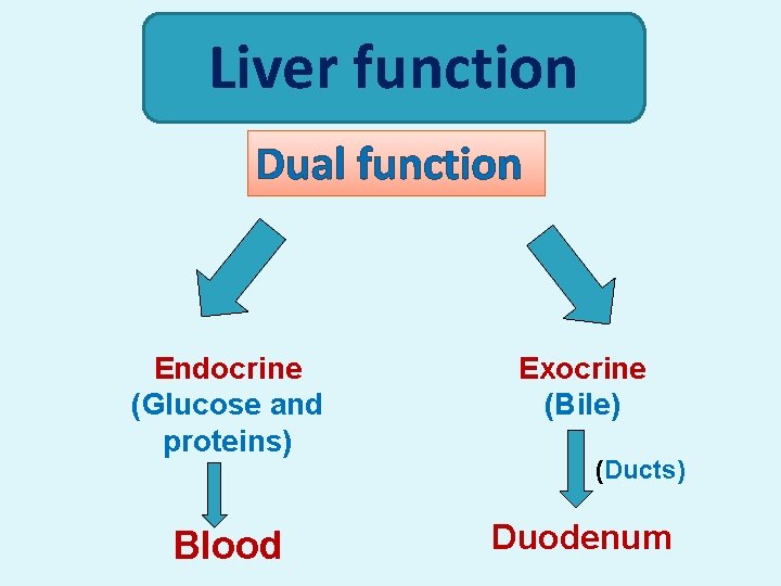 Liver function Dual function Endocrine (Glucose and proteins) Exocrine (Bile) Blood Duodenum (Ducts) 