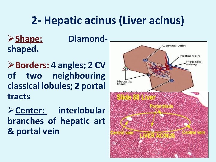 2 - Hepatic acinus (Liver acinus) ØShape: shaped. Diamond- ØBorders: 4 angles; 2 CV