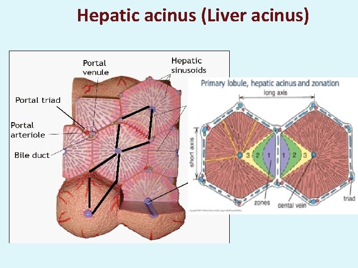 Hepatic acinus (Liver acinus) 