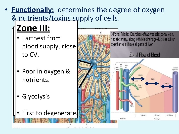  • Functionally: determines the degree of oxygen & nutrients/toxins supply of cells. Zone