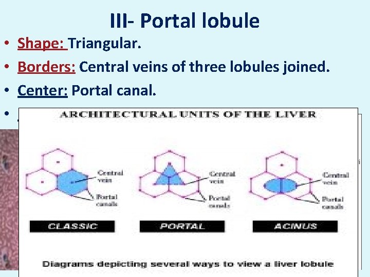  • • III- Portal lobule Shape: Triangular. Borders: Central veins of three lobules