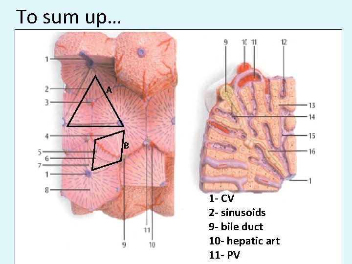 To sum up… A B 1 - CV 2 - sinusoids 9 - bile