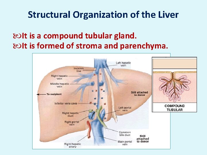 Structural Organization of the Liver It is a compound tubular gland. It is formed