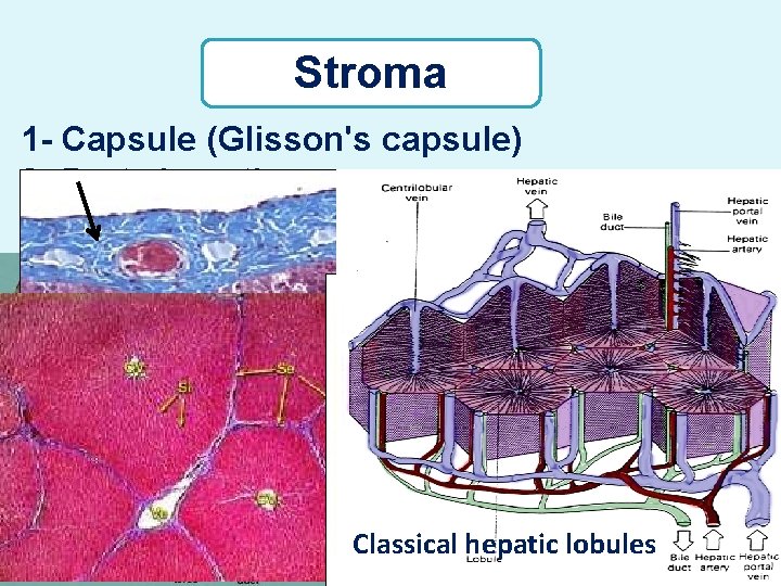 Stroma 1 - Capsule (Glisson's capsule) 2 - Porta hepatis 3 - CT septa