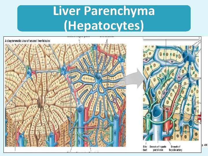 Liver Parenchyma (Hepatocytes) cv 