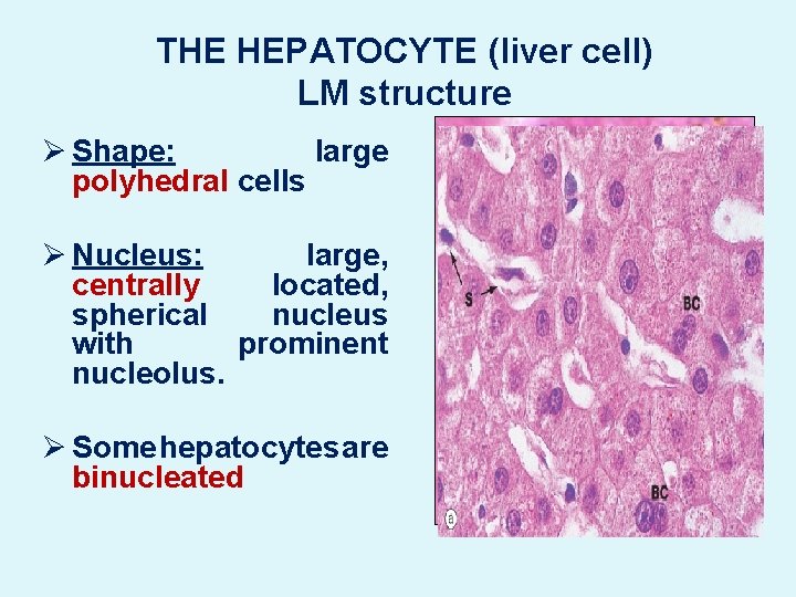 THE HEPATOCYTE (liver cell) LM structure Ø Shape: large polyhedral cells Ø Nucleus: large,