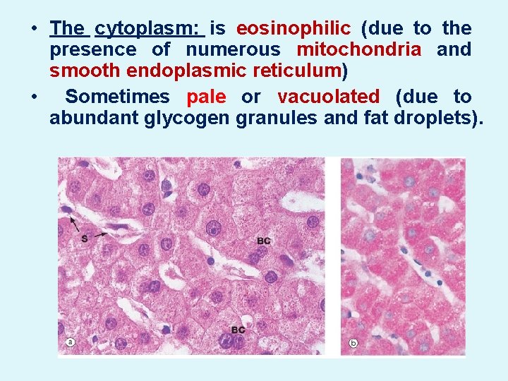  • The cytoplasm: is eosinophilic (due to the presence of numerous mitochondria and