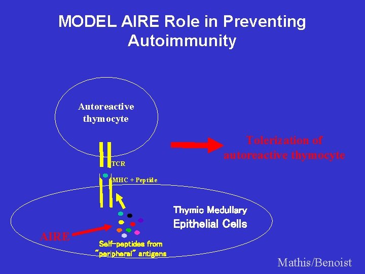 MODEL AIRE Role in Preventing Autoimmunity Autoreactive thymocyte TCR Tolerization of autoreactive thymocyte MHC