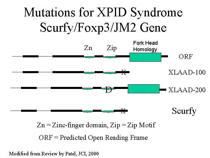 Mutations for XPID Syndrome Scurfy/Foxp 3/JM 2 Gene Zn Fork Head Homology Zip ORF