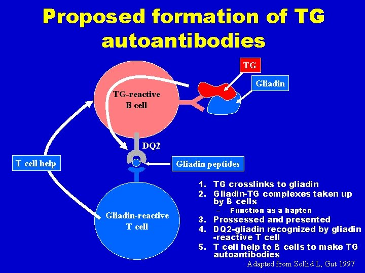 Proposed formation of TG autoantibodies TG Gliadin TG-reactive B cell DQ 2 T cell