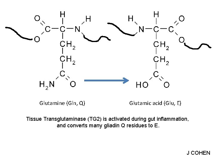 Glutamine (Gln, Q) Glutamic acid (Glu, E) Tissue Transglutaminase (TG 2) is activated during