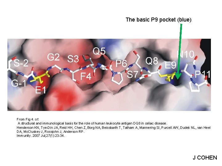 The basic P 9 pocket (blue) From Fig 4. of: A structural and immunological