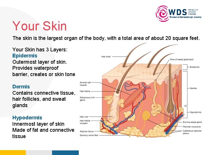 Your Skin Your Logo Here The skin is the largest organ of the body,