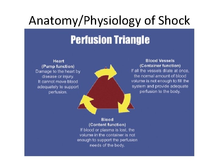 Anatomy/Physiology of Shock 