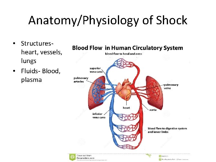 Anatomy/Physiology of Shock • Structures- heart, vessels, lungs • Fluids- Blood, plasma 