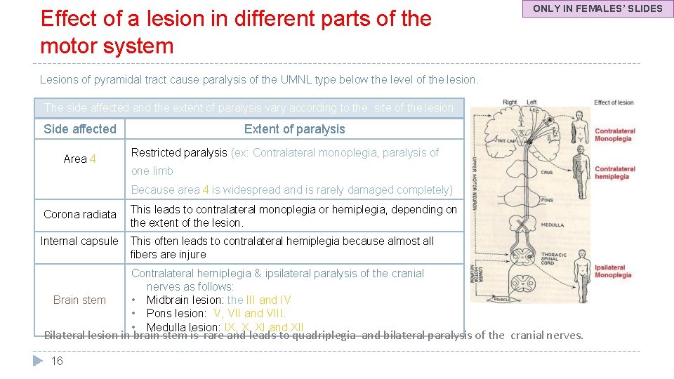 Effect of a lesion in different parts of the motor system ONLY IN FEMALES’