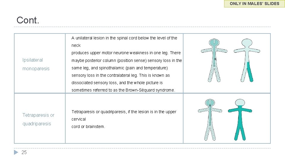 ONLY IN MALES’ SLIDES Cont. A unilateral lesion in the spinal cord below the