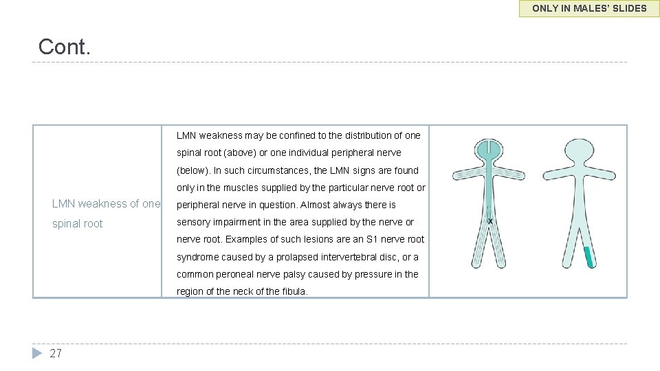 ONLY IN MALES’ SLIDES Cont. LMN weakness may be confined to the distribution of