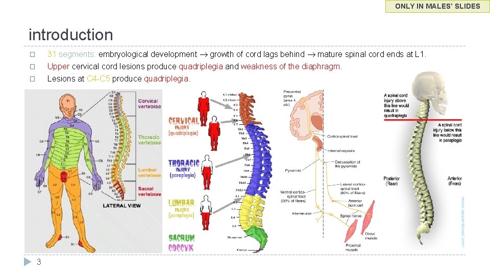ONLY IN MALES’ SLIDES introduction 31 segments: embryological development growth of cord lags behind