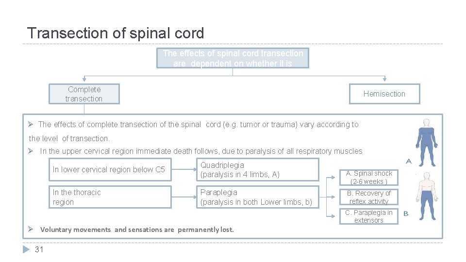 Transection of spinal cord The effects of spinal cord transection are dependent on whether