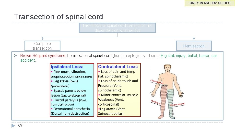 ONLY IN MALES’ SLIDES Transection of spinal cord The effects of spinal cord transection