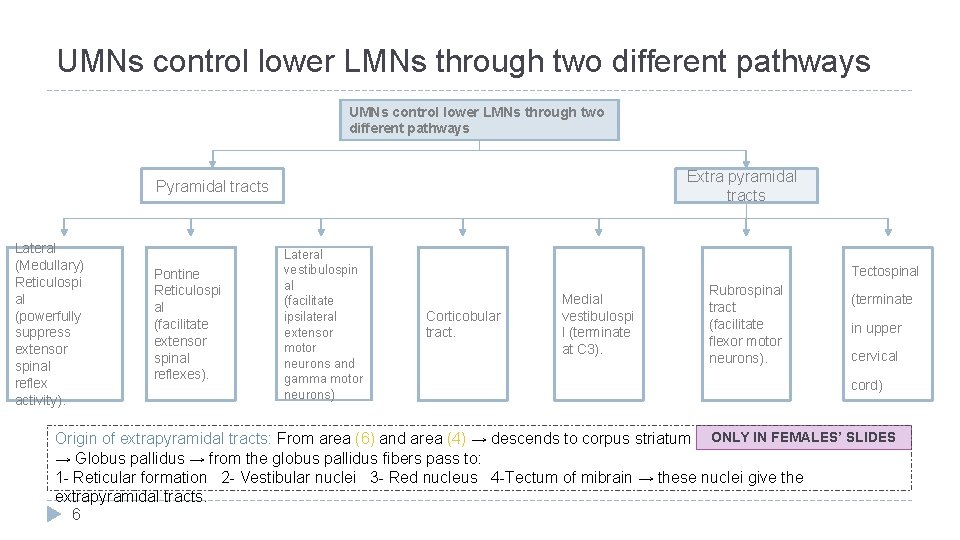 UMNs control lower LMNs through two different pathways Extra pyramidal tracts Pyramidal tracts Lateral