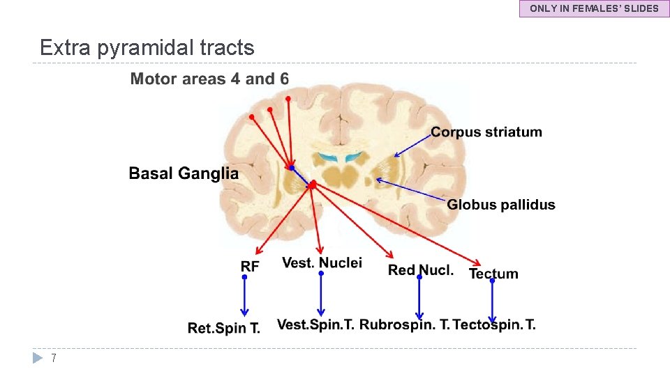 ONLY IN FEMALES’ SLIDES Extra pyramidal tracts 7 