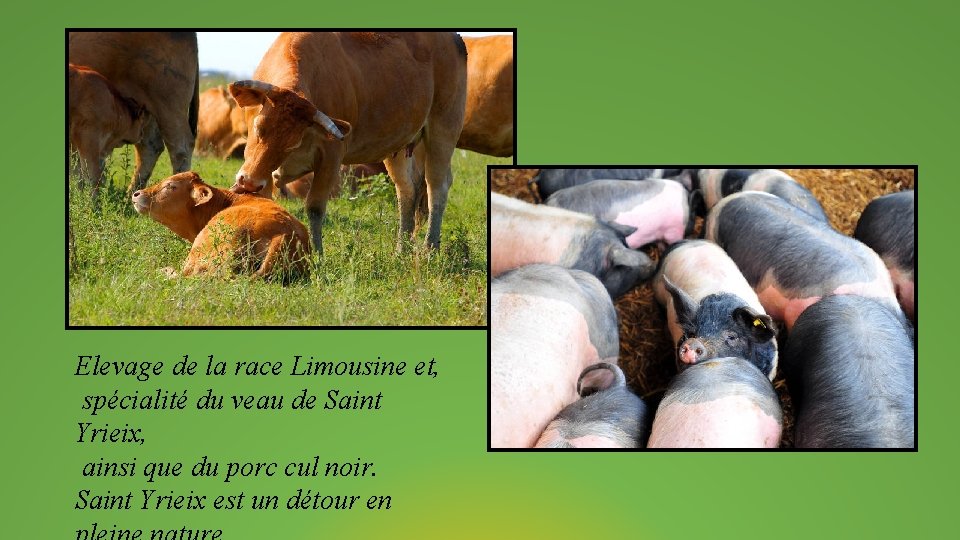 Elevage de la race Limousine et, spécialité du veau de Saint Yrieix, ainsi que