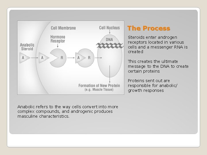 The Process Steroids enter androgen receptors located in various cells and a messenger RNA