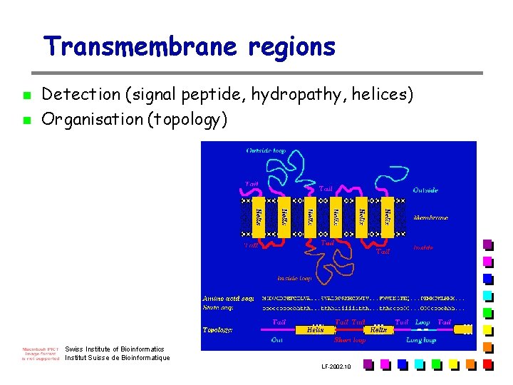 Transmembrane regions n n Detection (signal peptide, hydropathy, helices) Organisation (topology) Swiss Institute of Transmembrane regions n n Detection (signal peptide, hydropathy, helices) Organisation (topology) Swiss Institute of