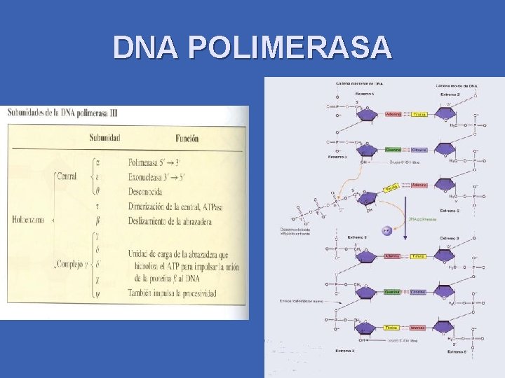 DNA POLIMERASA 
