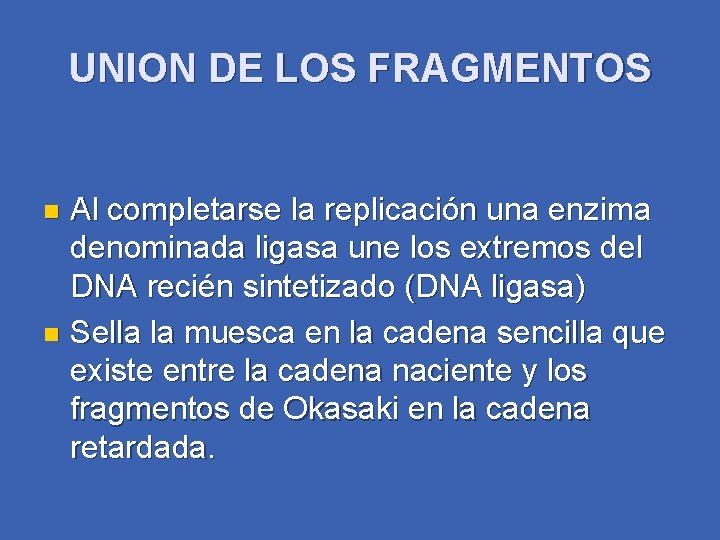 UNION DE LOS FRAGMENTOS Al completarse la replicación una enzima denominada ligasa une los