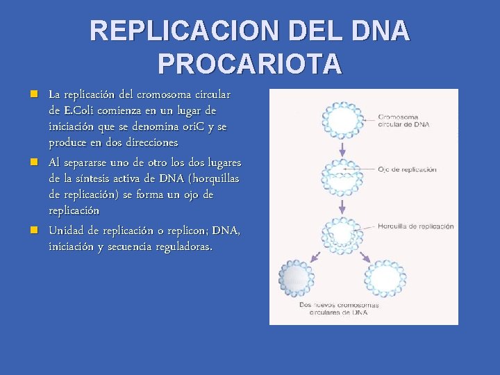 REPLICACION DEL DNA PROCARIOTA n n n La replicación del cromosoma circular de E.