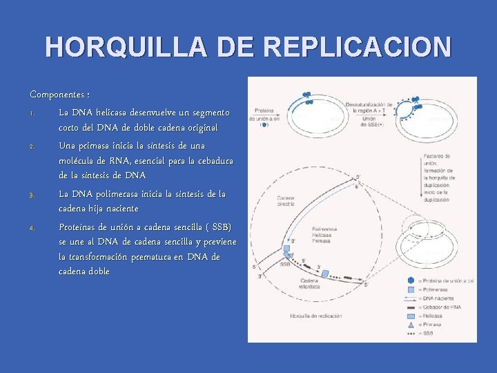 HORQUILLA DE REPLICACION Componentes : 1. La DNA helicasa desenvuelve un segmento corto del