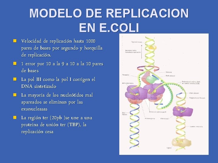 MODELO DE REPLICACION EN E. COLI n n n Velocidad de replicación hasta 1000