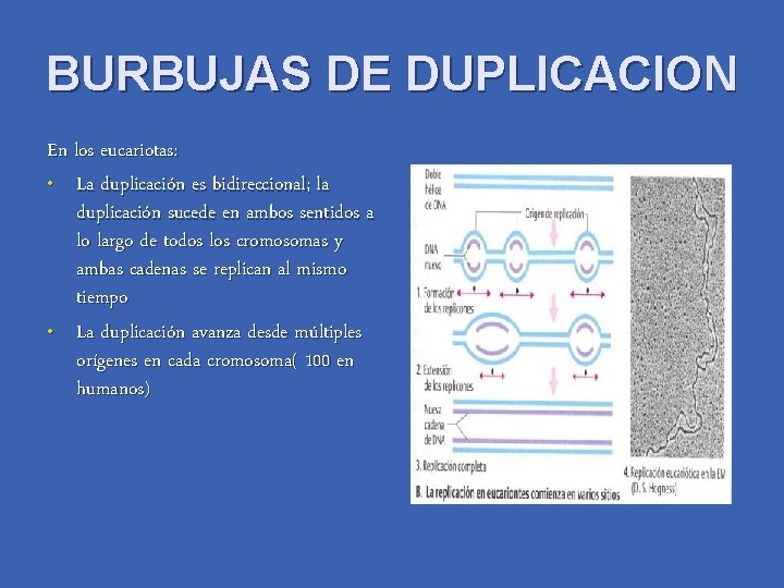 BURBUJAS DE DUPLICACION En los eucariotas: • La duplicación es bidireccional; la duplicación sucede