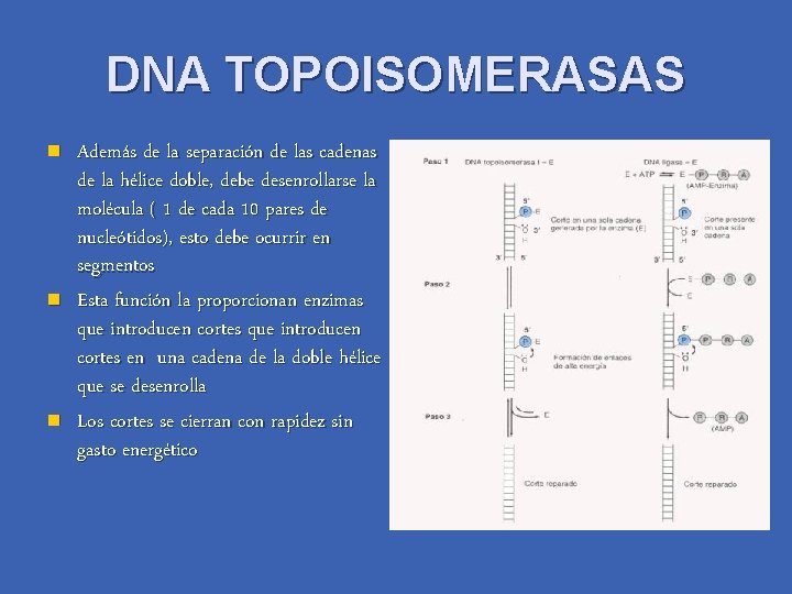 DNA TOPOISOMERASAS n n n Además de la separación de las cadenas de la