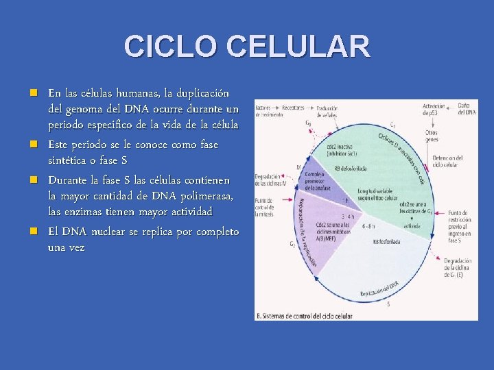 CICLO CELULAR n n En las células humanas, la duplicación del genoma del DNA