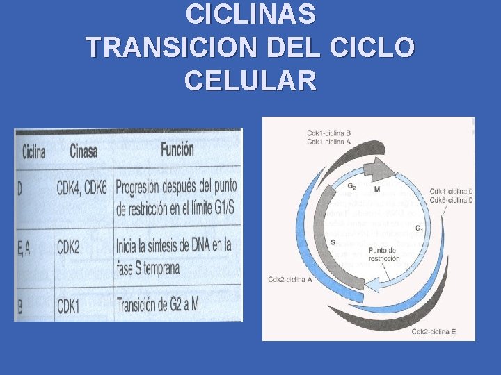 CICLINAS TRANSICION DEL CICLO CELULAR 