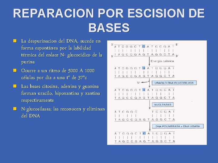 REPARACION POR ESCISION DE BASES n n La despurinacion del DNA, sucede en forma